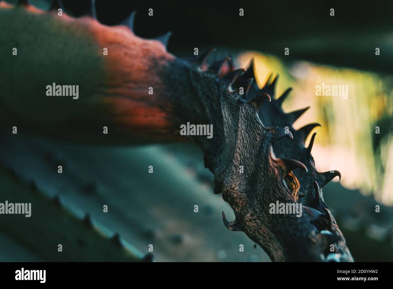 Dettaglio di un semi-appassiti dentato pianta con texture rugosa Foto Stock