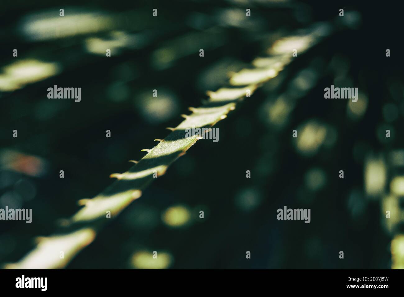 Close-up shot di luce e di ombra in un impianto di foglie con bordo seghettato Foto Stock