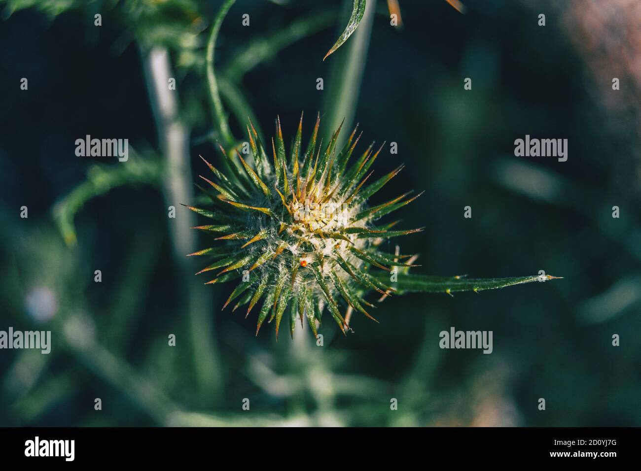 Primo piano di una frutta di colore giallastro su un ramo Foto Stock