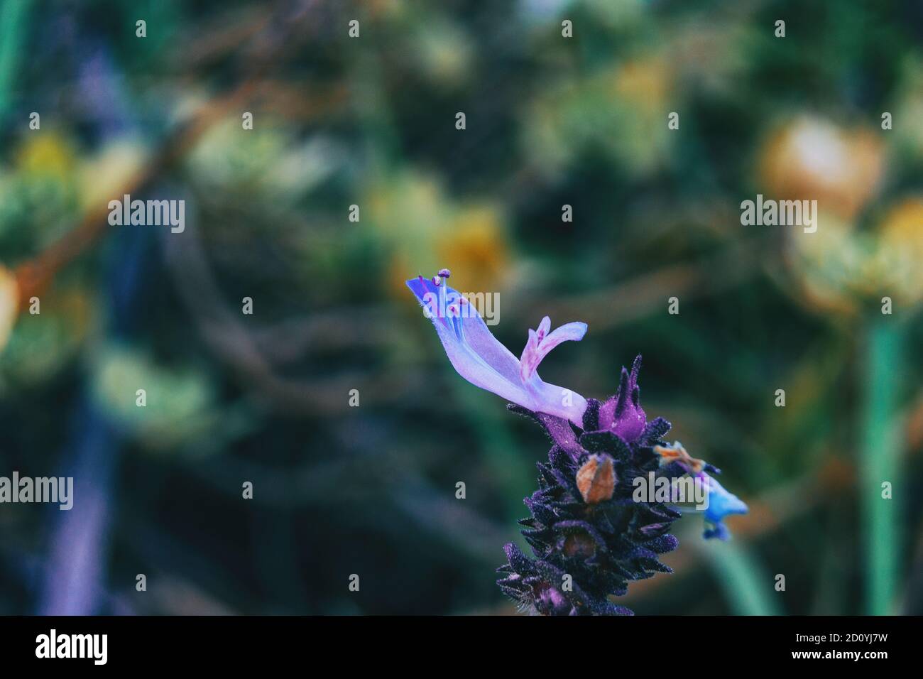 Particolare di un fiore viola di salvia officinalis in natura Foto Stock