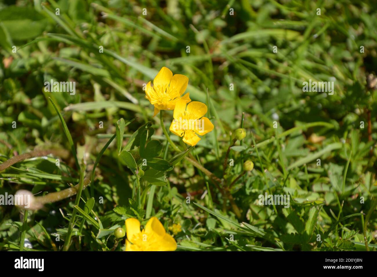 latticello giallo brillante in erba verde all'inizio della primavera Foto Stock