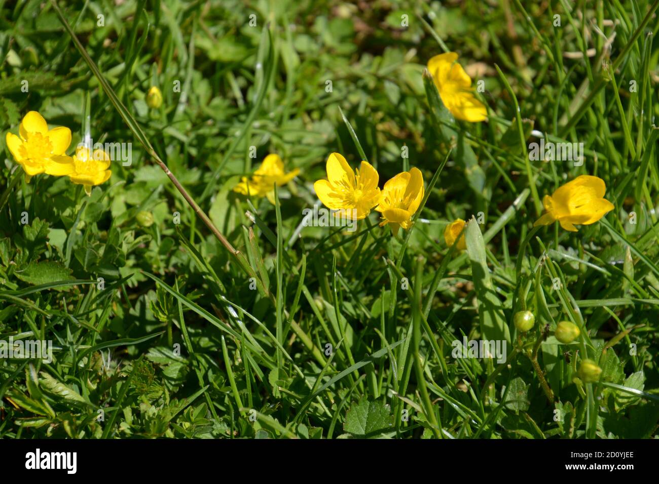 spearwort o fiori di buttercup in erba come sfondo di tema di primavera Foto Stock