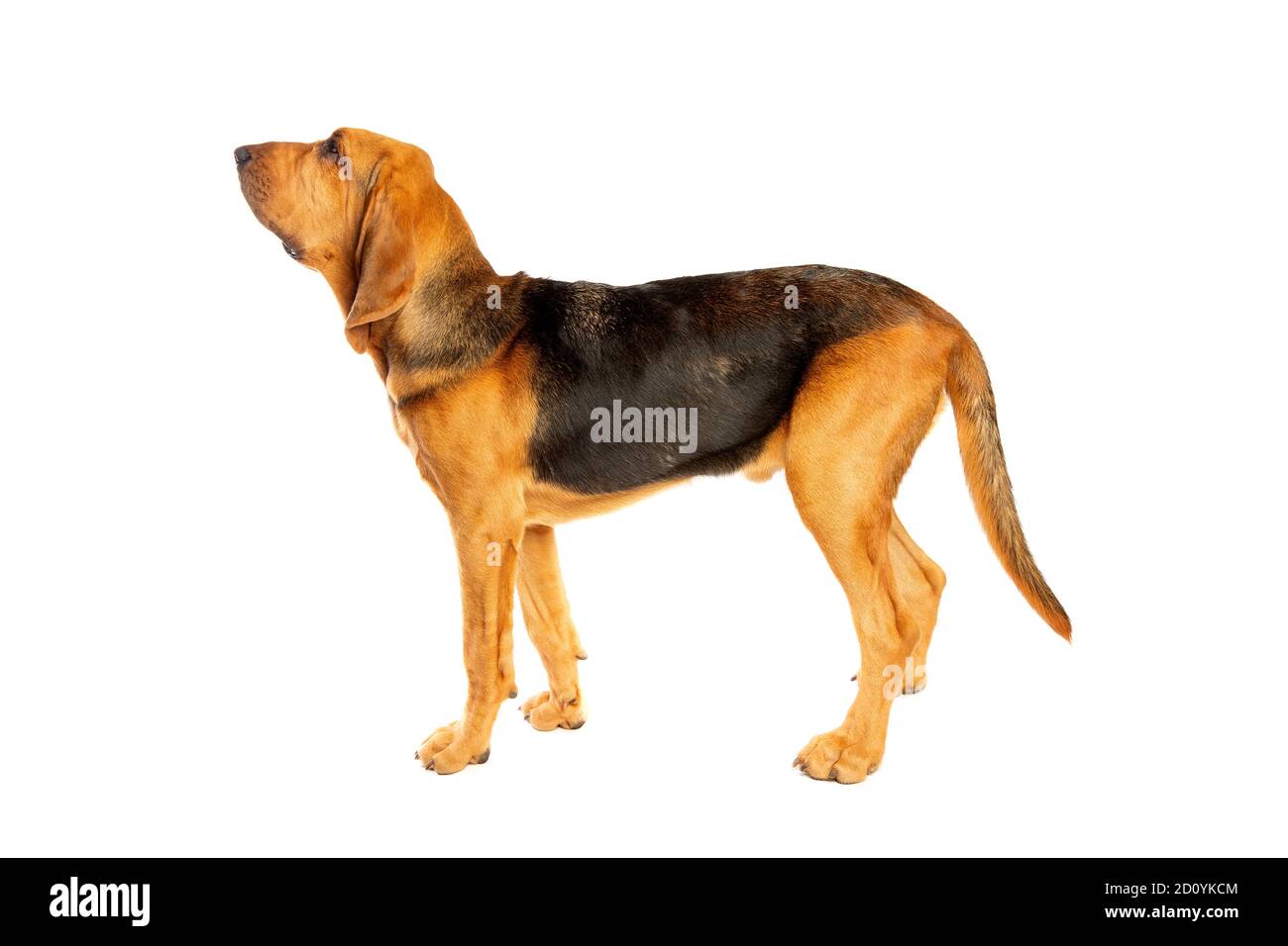 bloodhound di fronte a uno sfondo bianco Foto Stock