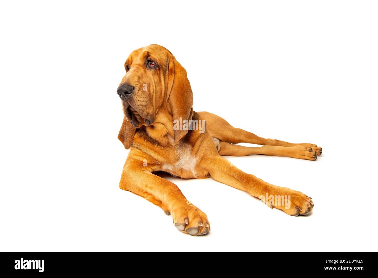 bloodhound di fronte a uno sfondo bianco Foto Stock