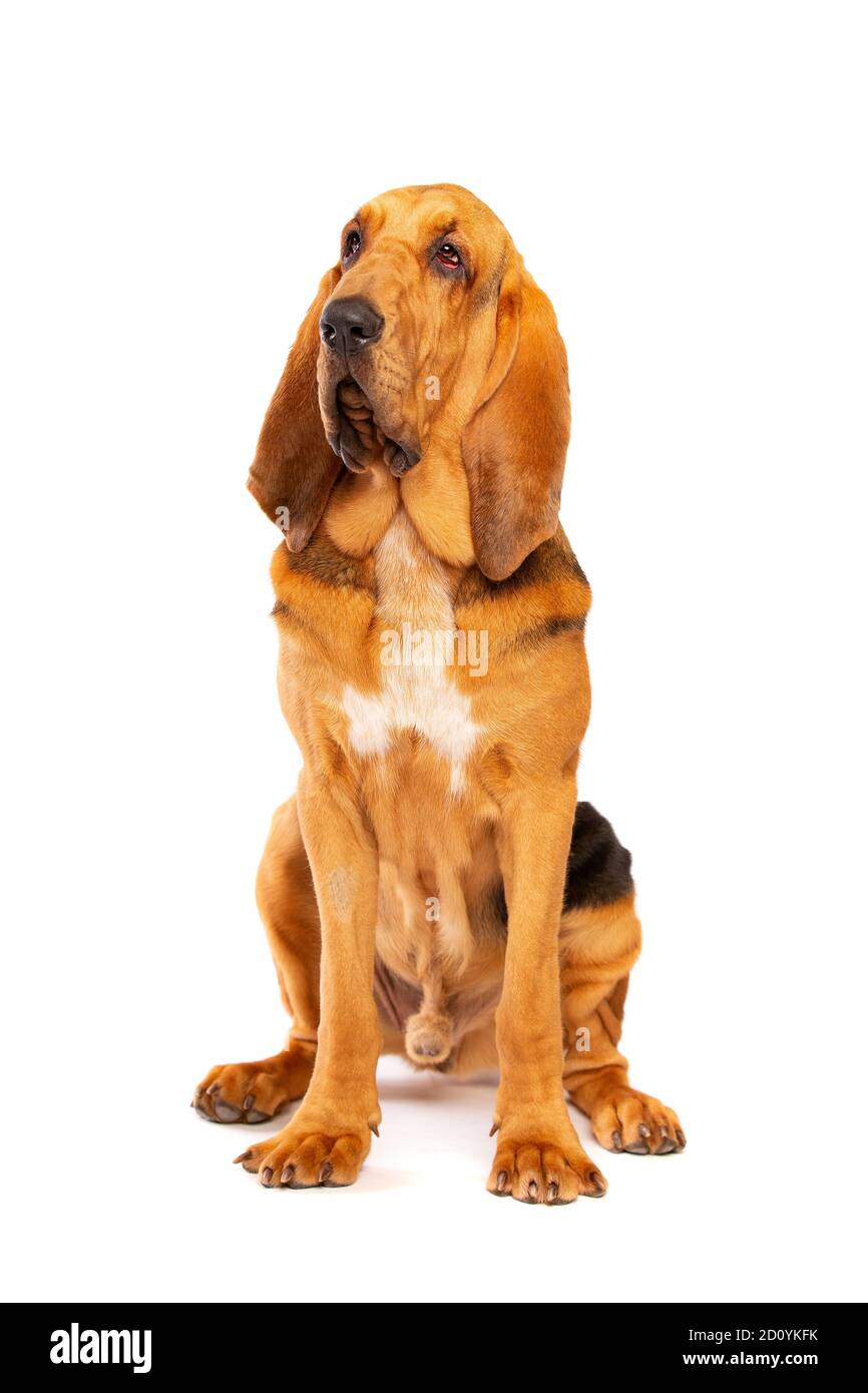 bloodhound di fronte a uno sfondo bianco Foto Stock
