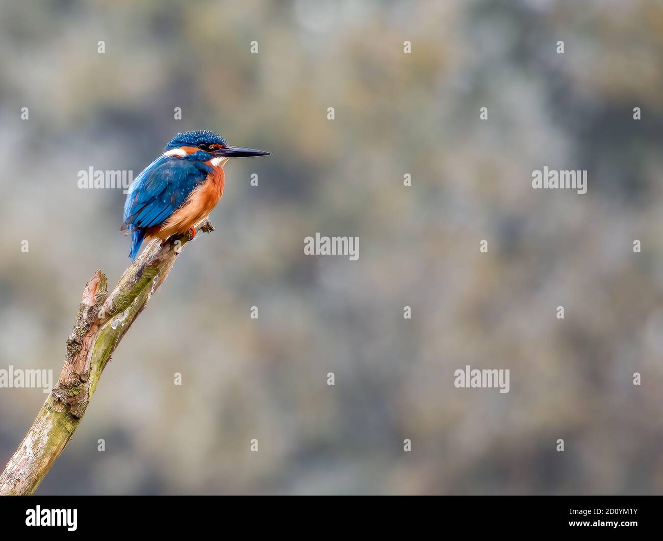 Kingfisher comune seduto sul suo Perch Foto Stock