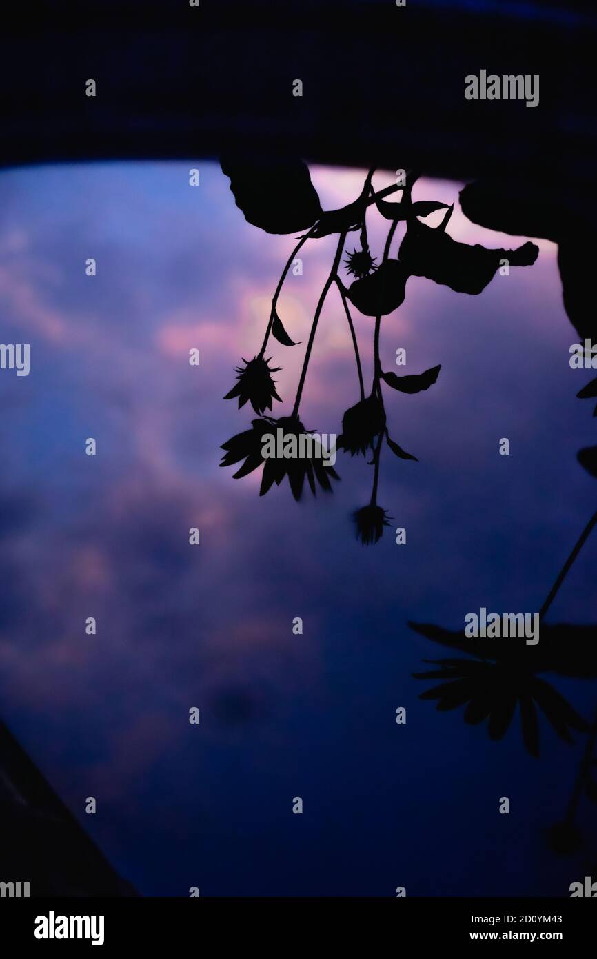 All'esterno, medio primo piano, fiori, fiori di primavera, campo, giallo, rose, foglia, felce, fiore giallo, cielo, verde Foto Stock