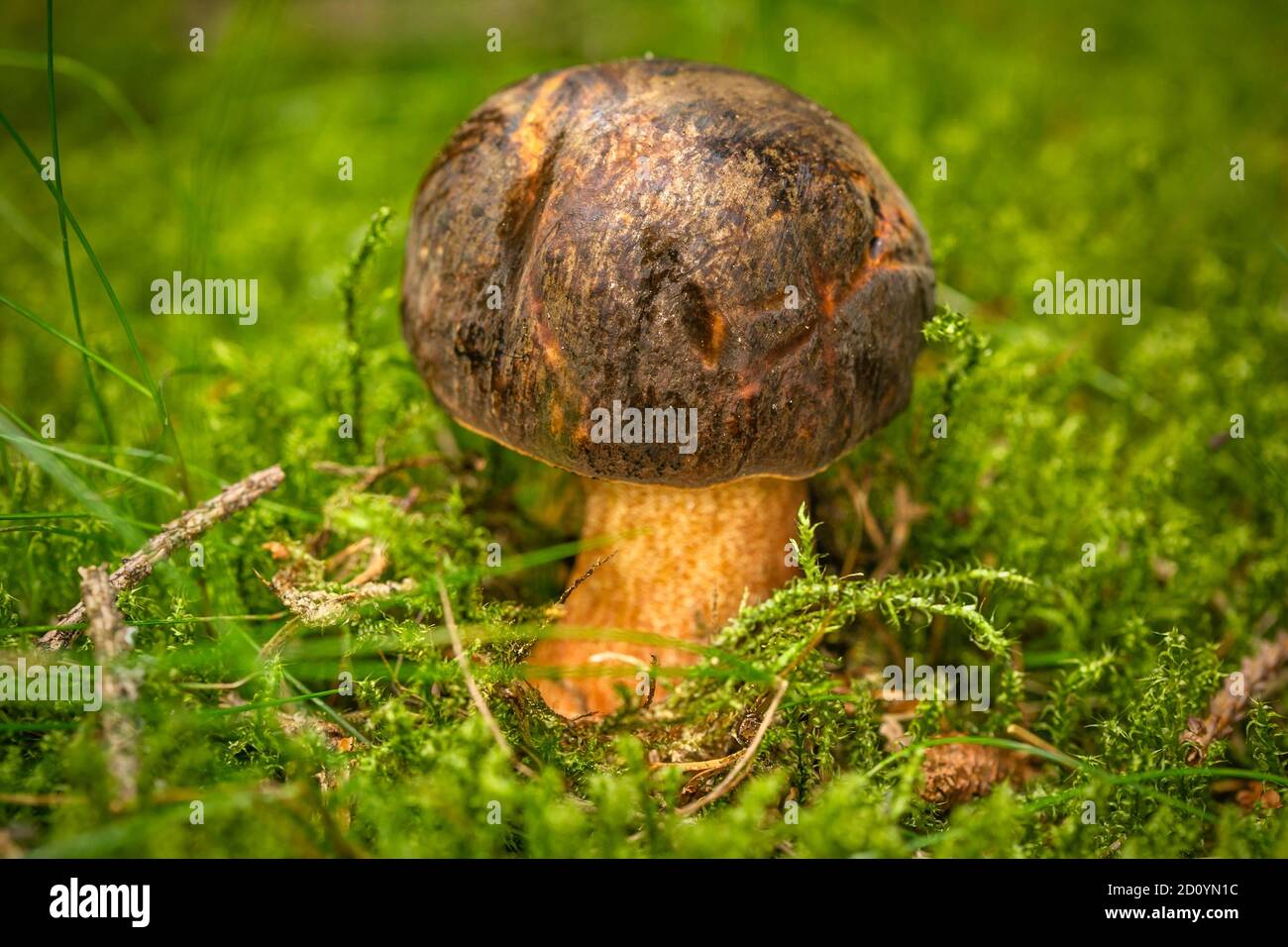 Un fungo di boletus commestibile con testa marrone e gambo giallo che cresce in muschio verde fresco in una foresta. Foto Stock