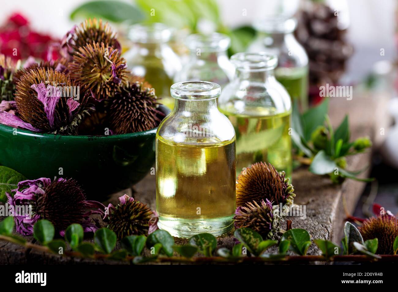 Olio essenziale di purpurea di Echinacea con fiori di Echinacea essiccati. Erbe secche con oli essenziali per il trattamento aromaterapico. Foto Stock