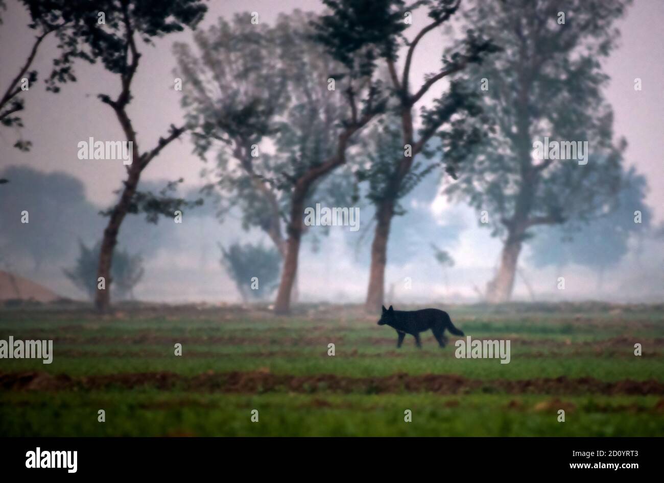 Il lupo indiano è una sottospecie di lupo grigio che va dall'Asia sud-occidentale al subcontinente indiano. Foto Stock