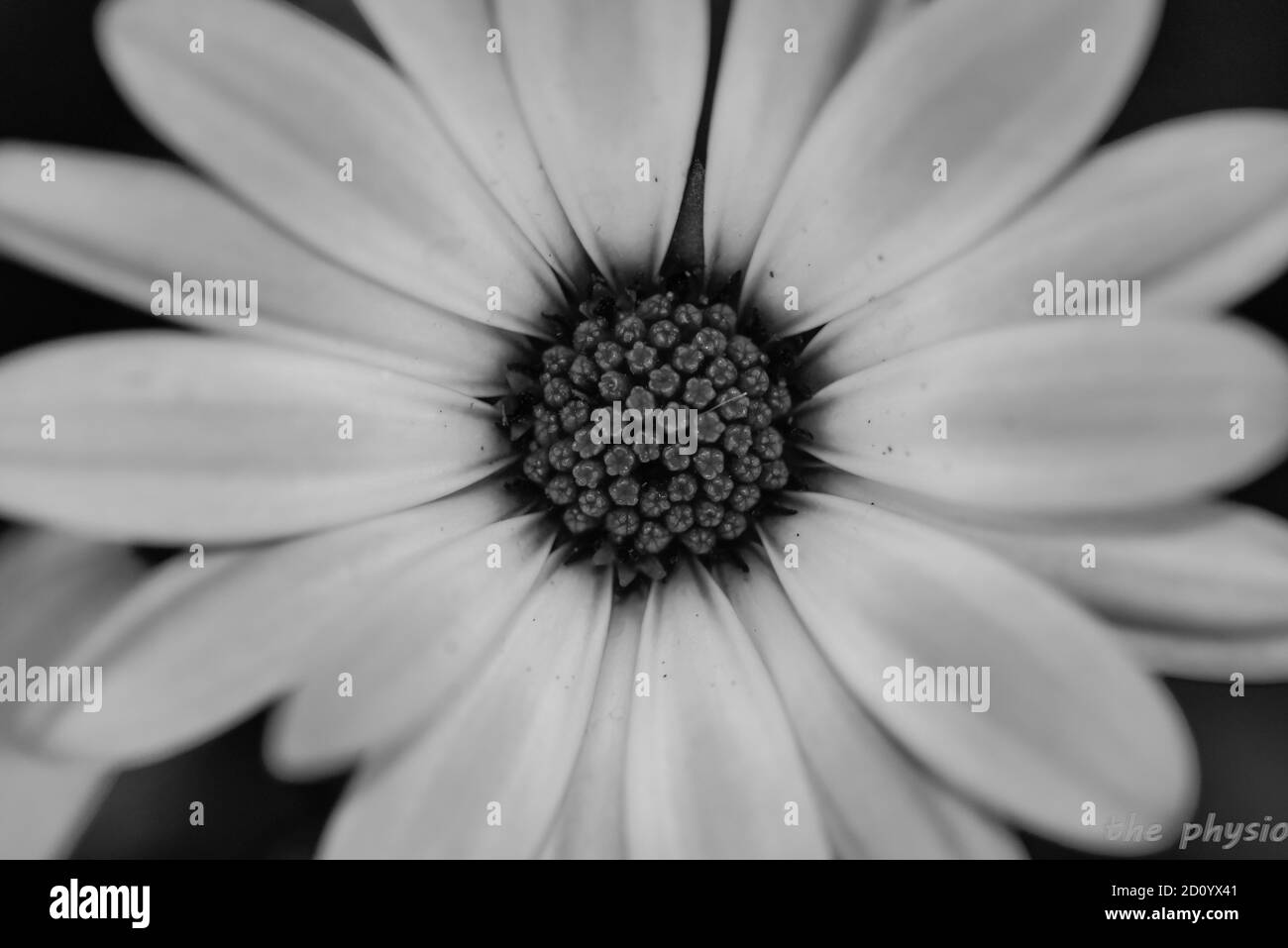 un fiore di colore bianco e nero Foto Stock