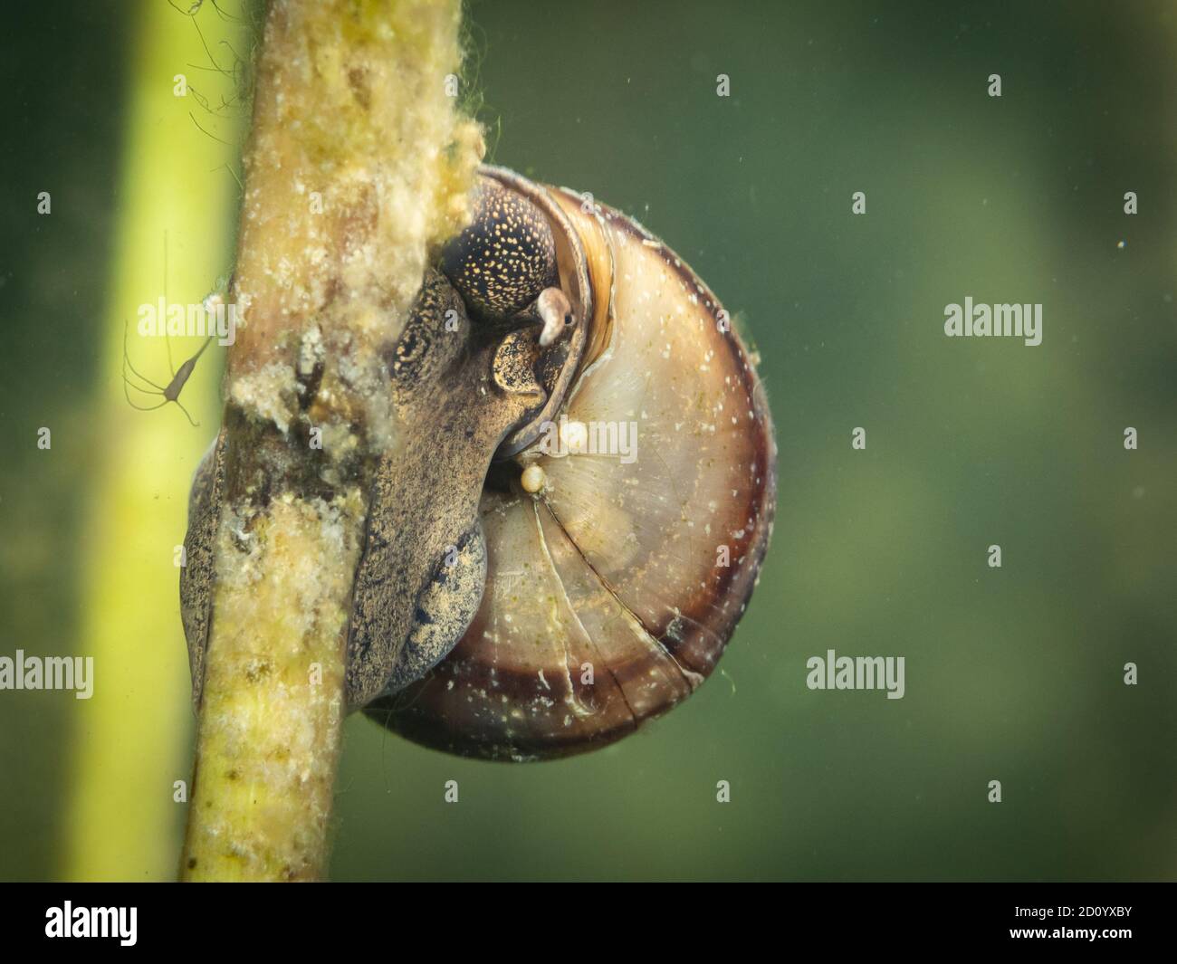 Macro shot di lumaca d'acqua dolce. Foto subacquea, lago di Hancza, Polonia. Messa a fuoco selettiva Foto Stock