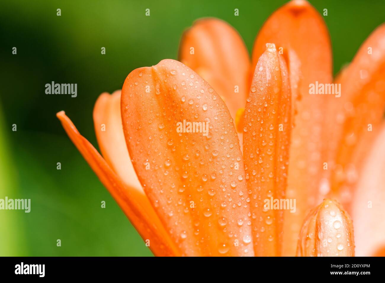 i fiori del mio giardino Foto Stock