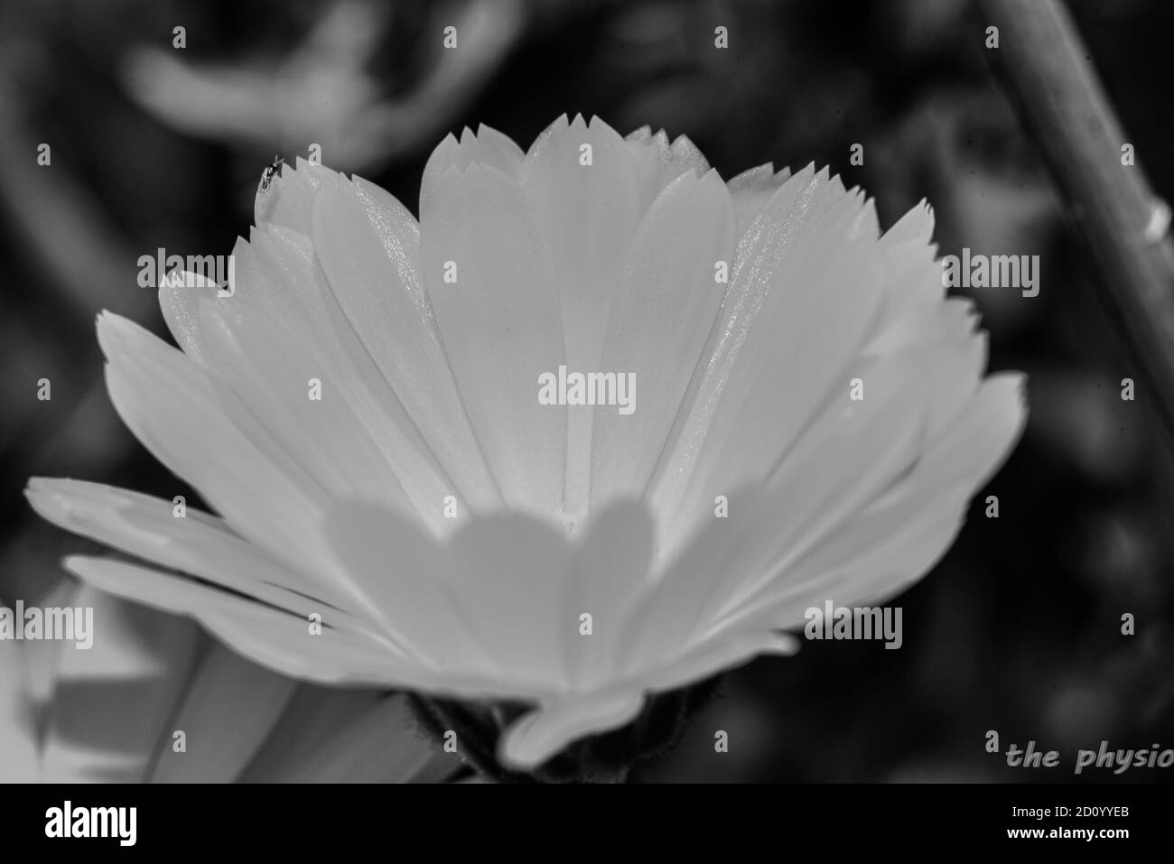 un fiore di colore bianco e nero Foto Stock