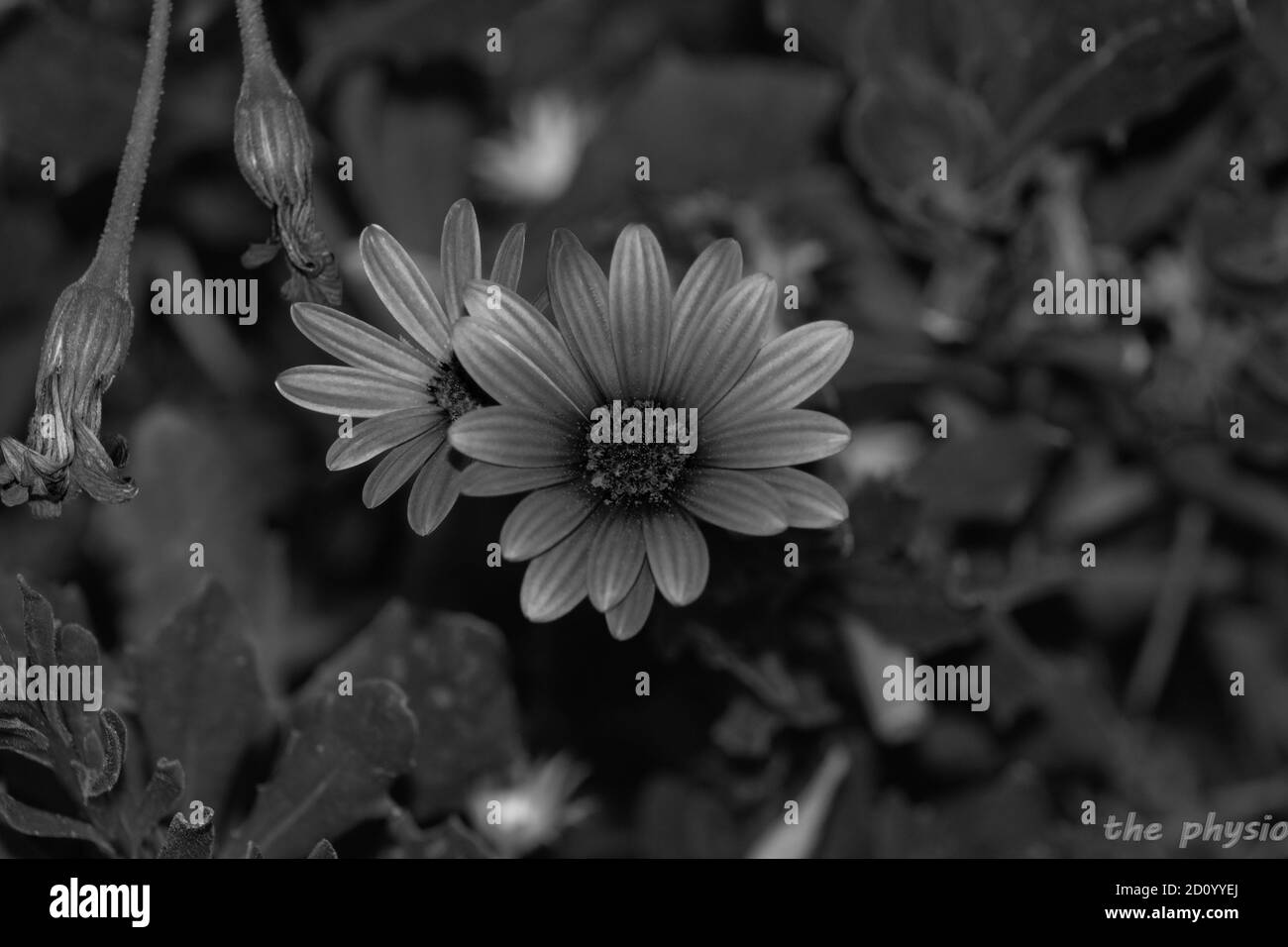 un fiore di colore bianco e nero Foto Stock