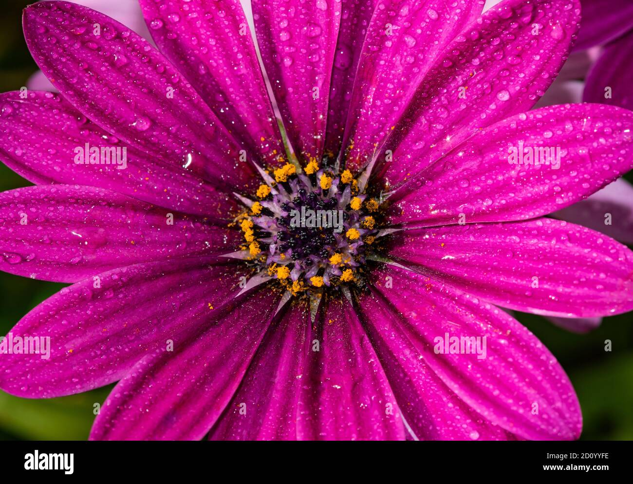 i fiori del mio giardino Foto Stock