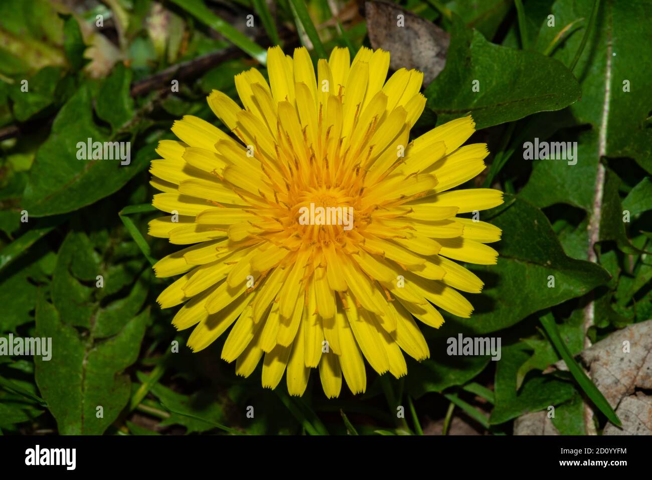 i fiori del mio giardino Foto Stock