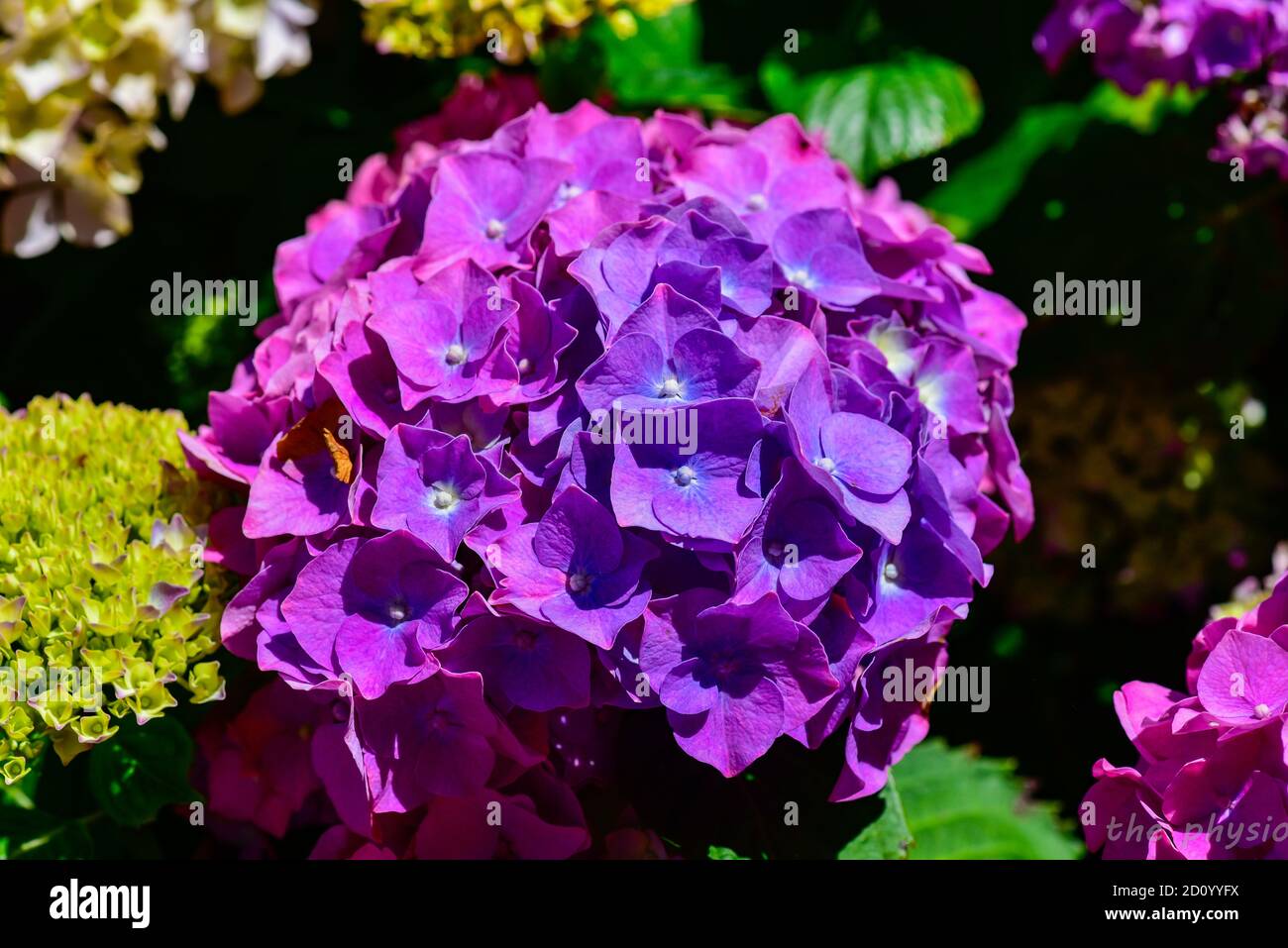 i fiori del mio giardino Foto Stock