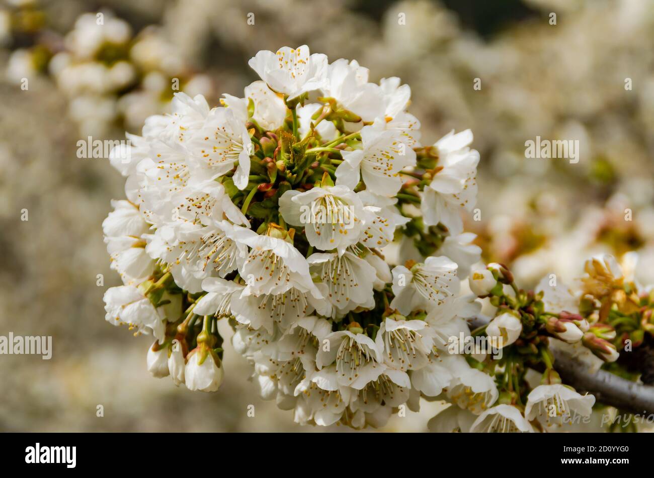 i fiori del mio giardino Foto Stock