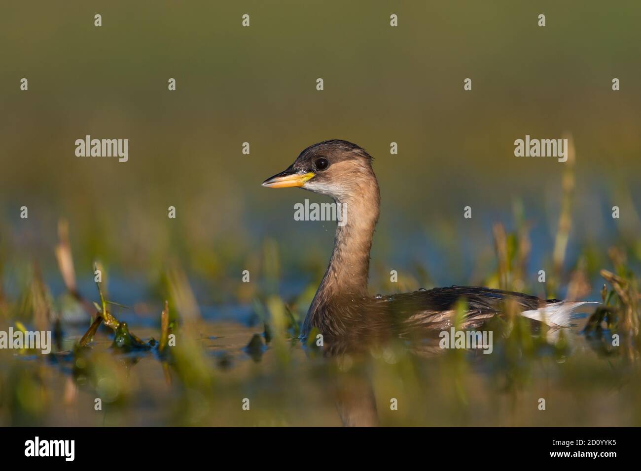 una piccola anatra che prende un bagno Foto Stock