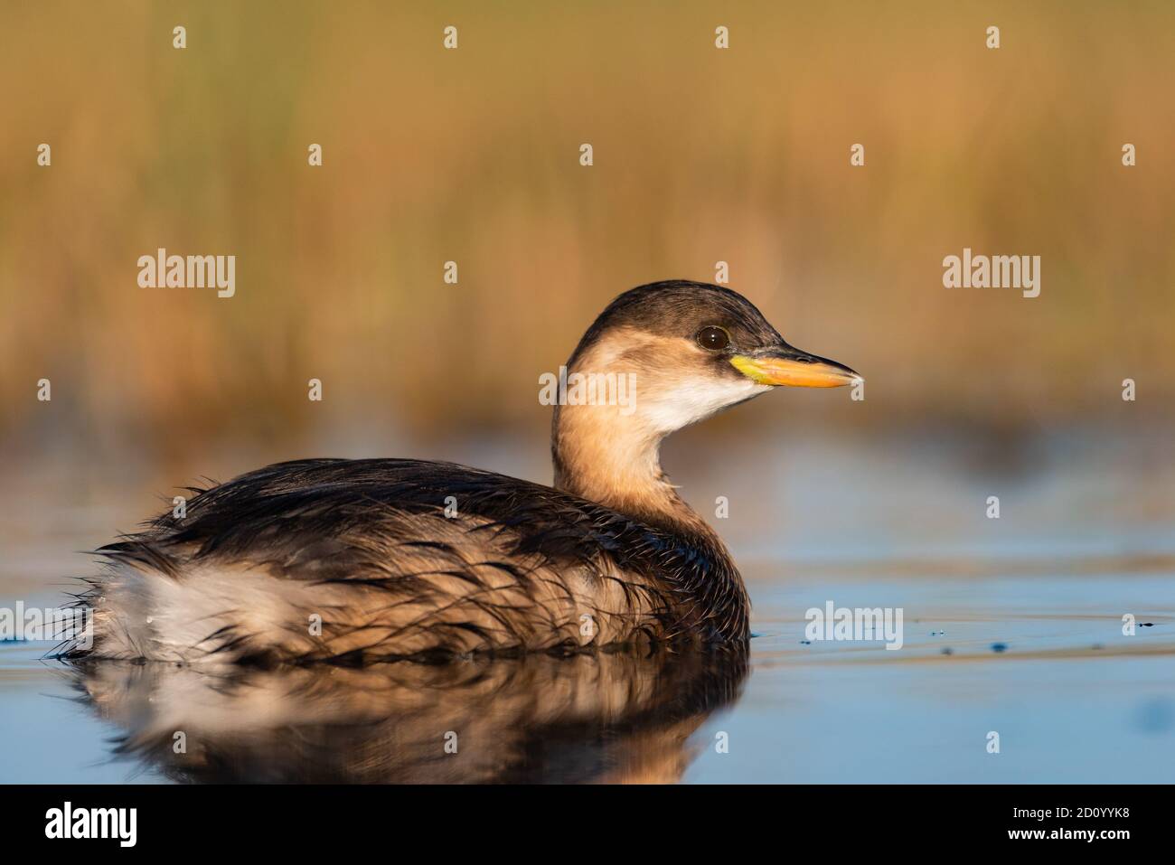 una piccola anatra che prende un bagno Foto Stock