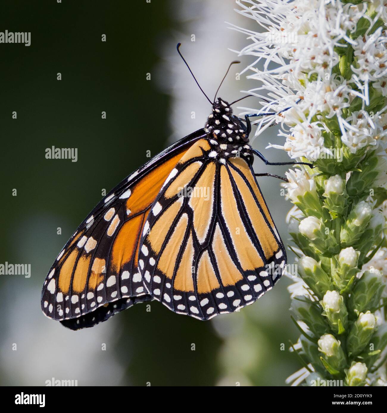 Farfalla Monarch che si nutrisce su fiori bianchi liatris Foto Stock