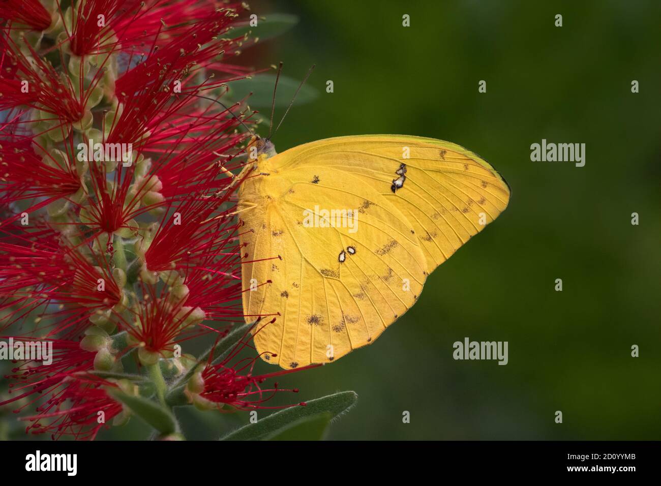 Primo piano di zolfo arancio-barrato Butterfly su fiore rosso con sfondo verde Foto Stock