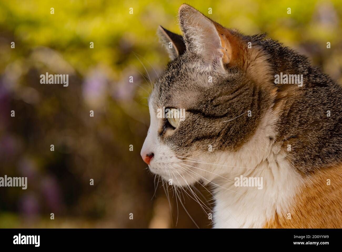 una foto del mio piccolo gatto che posa per me Foto Stock