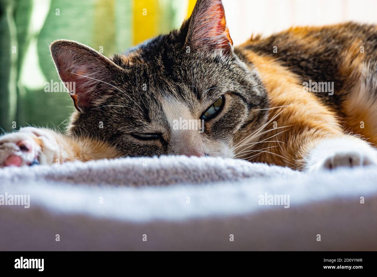 una foto del mio piccolo gatto che posa per me Foto Stock