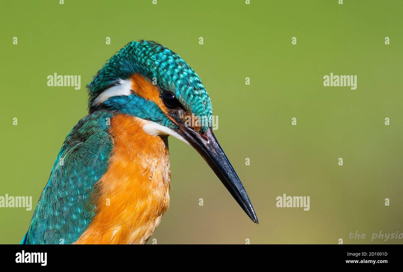 i bello martin pescatore pesca alcuni pesci in un lago Foto Stock