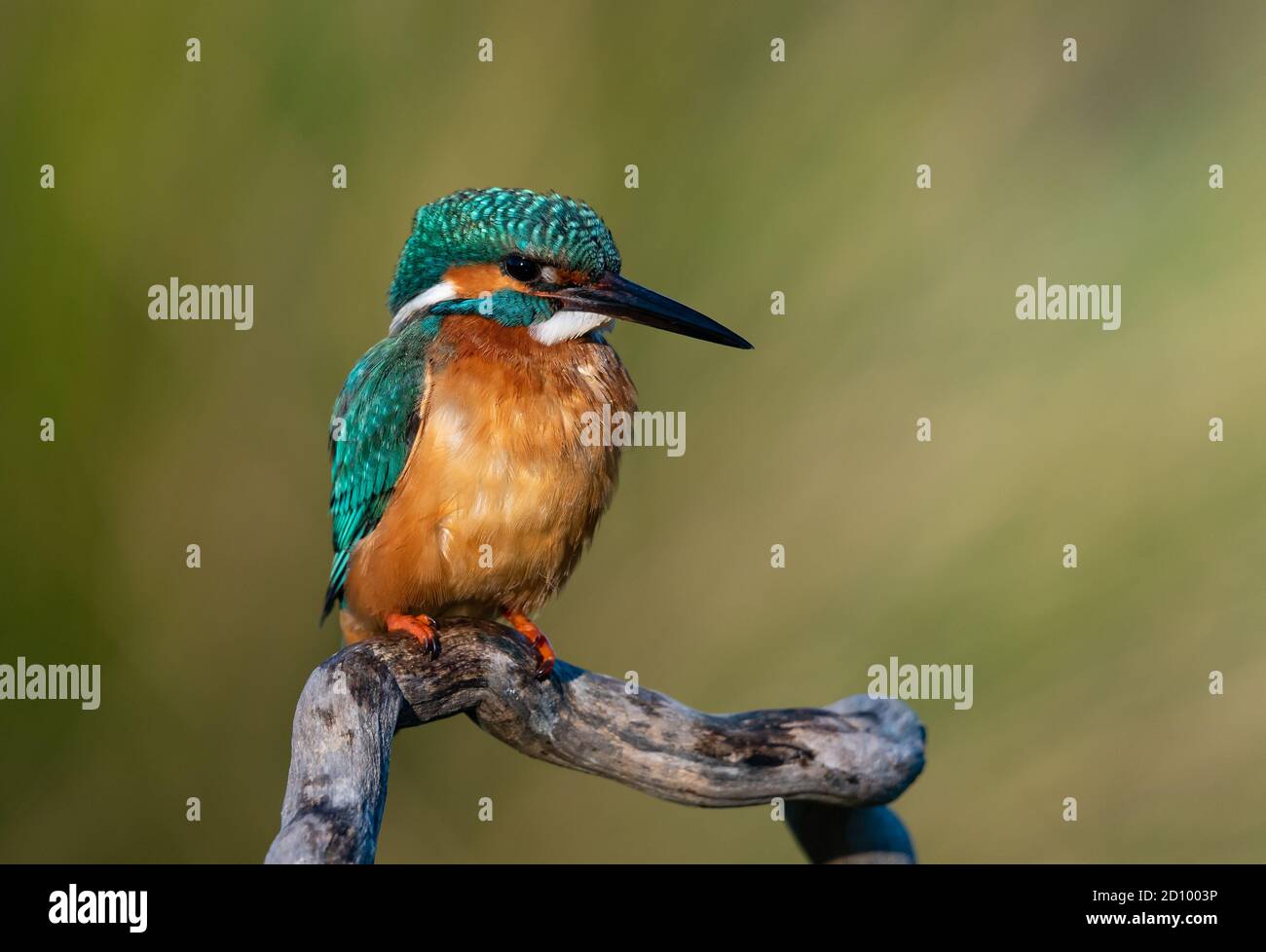 i bello martin pescatore pesca alcuni pesci in un lago Foto Stock