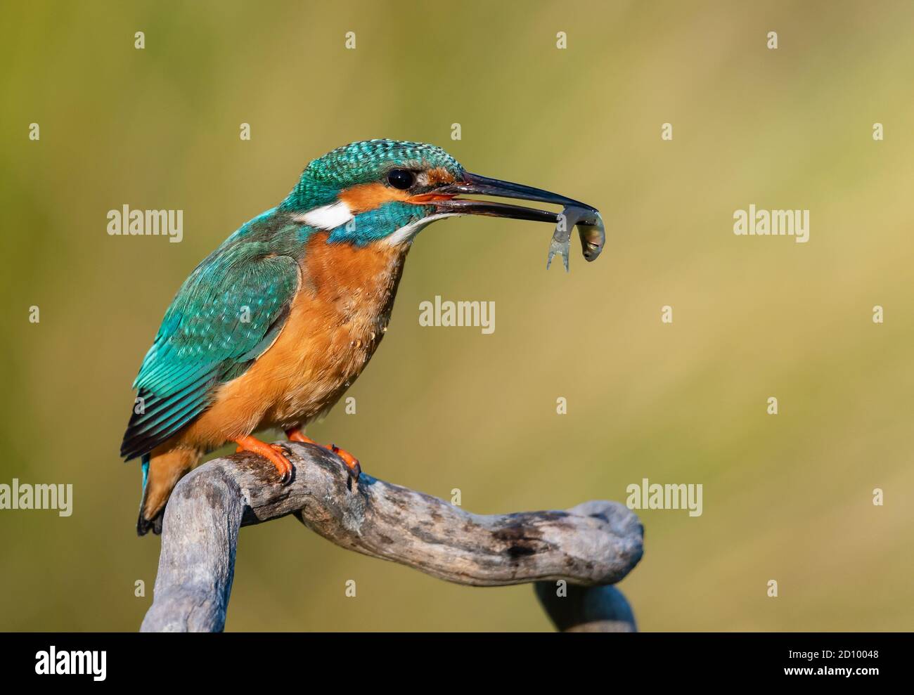i bello martin pescatore pesca alcuni pesci in un lago Foto Stock
