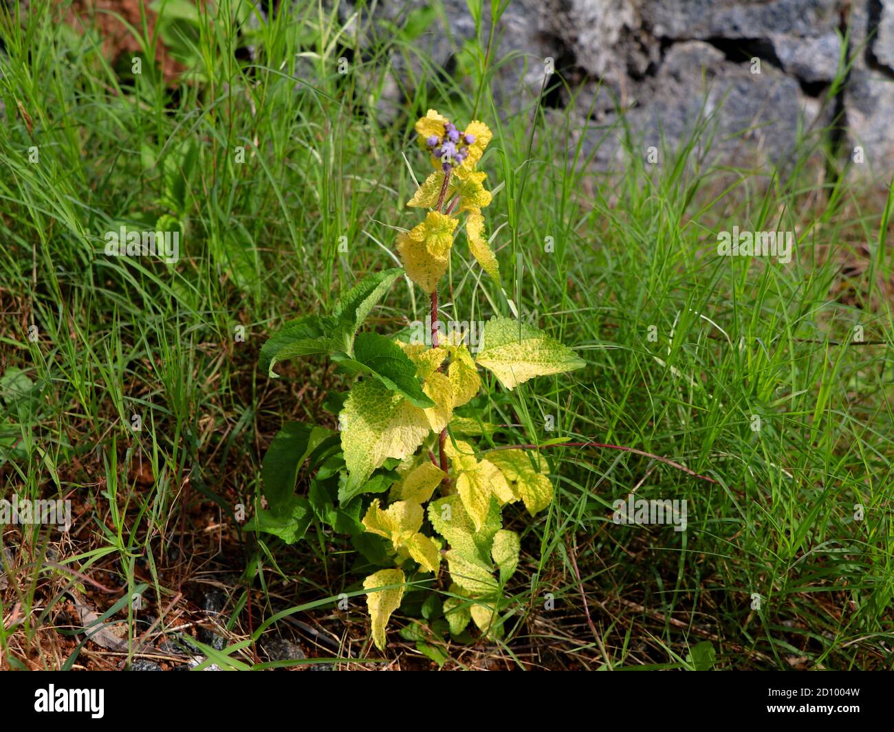 Erbacce di capra Billy o ricci (Ageratum conyzoides) in foglie verdi e gialle a causa di disturbi genetici, erba annuale Foto Stock