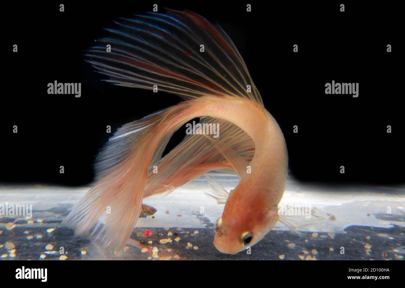pesce betta con fondo nero isolato di colore rosa trasparente Foto Stock