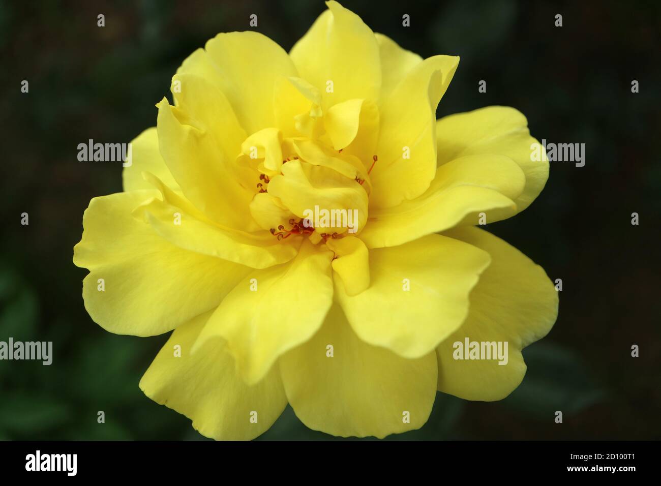 Rosa gialla con delicati petali e foglie verdi, rosa gialla in giardino, fiore primaverile, bellezza in natura, rosa gialla macro, immagine stock Foto Stock