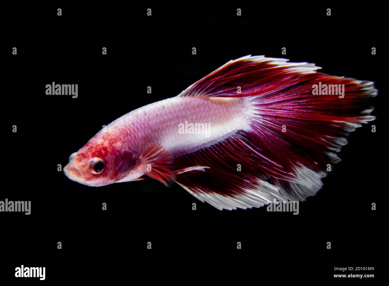 pesce betta con fondo nero isolato di colore rosso e bianco Foto Stock