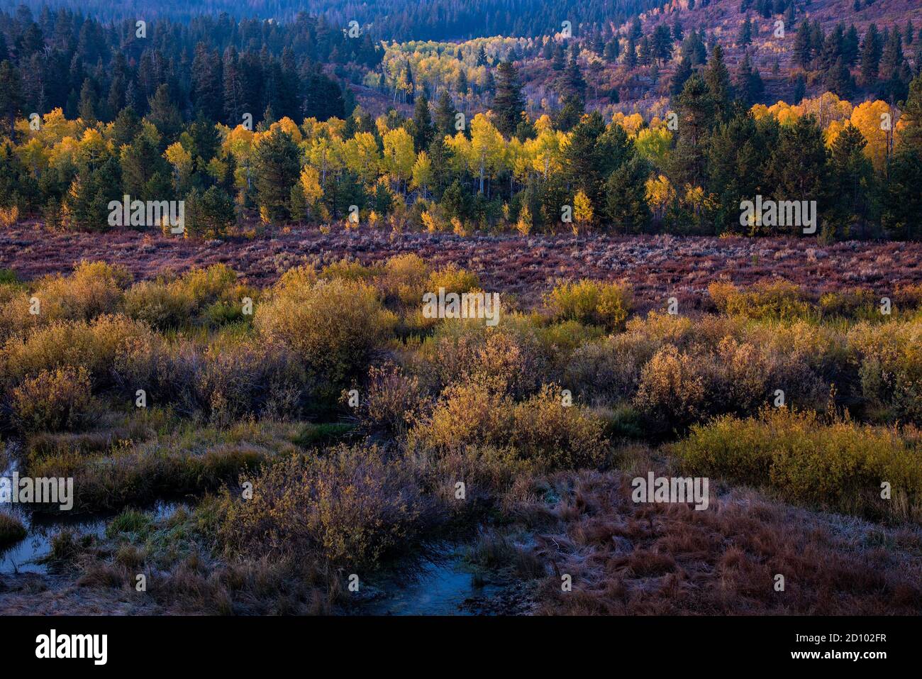 Golden Quaking Aspen, prati di montagna, e piccolo ruscello. L'autunno delizia i nostri sensi visivi e suscita sensazioni di nostalgia e tranquillità. Foto Stock