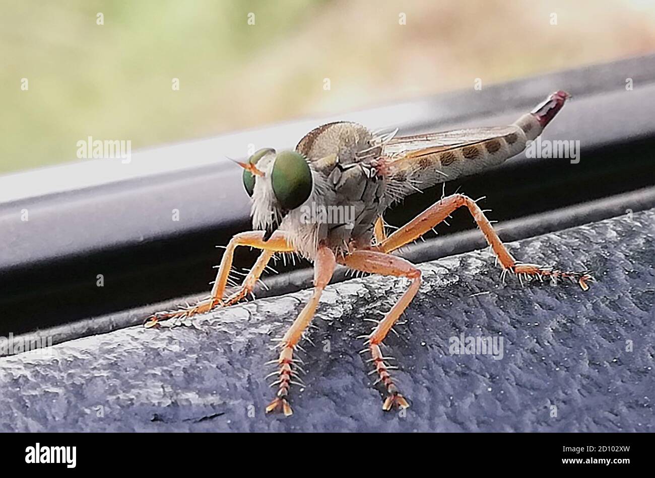 Rapaci mosche, gli Asilidi sono la famiglia di rapaci mosche, anche chiamati assassino mosche. Sono costruiti potentemente, mosche brly con un corto, Foto Stock