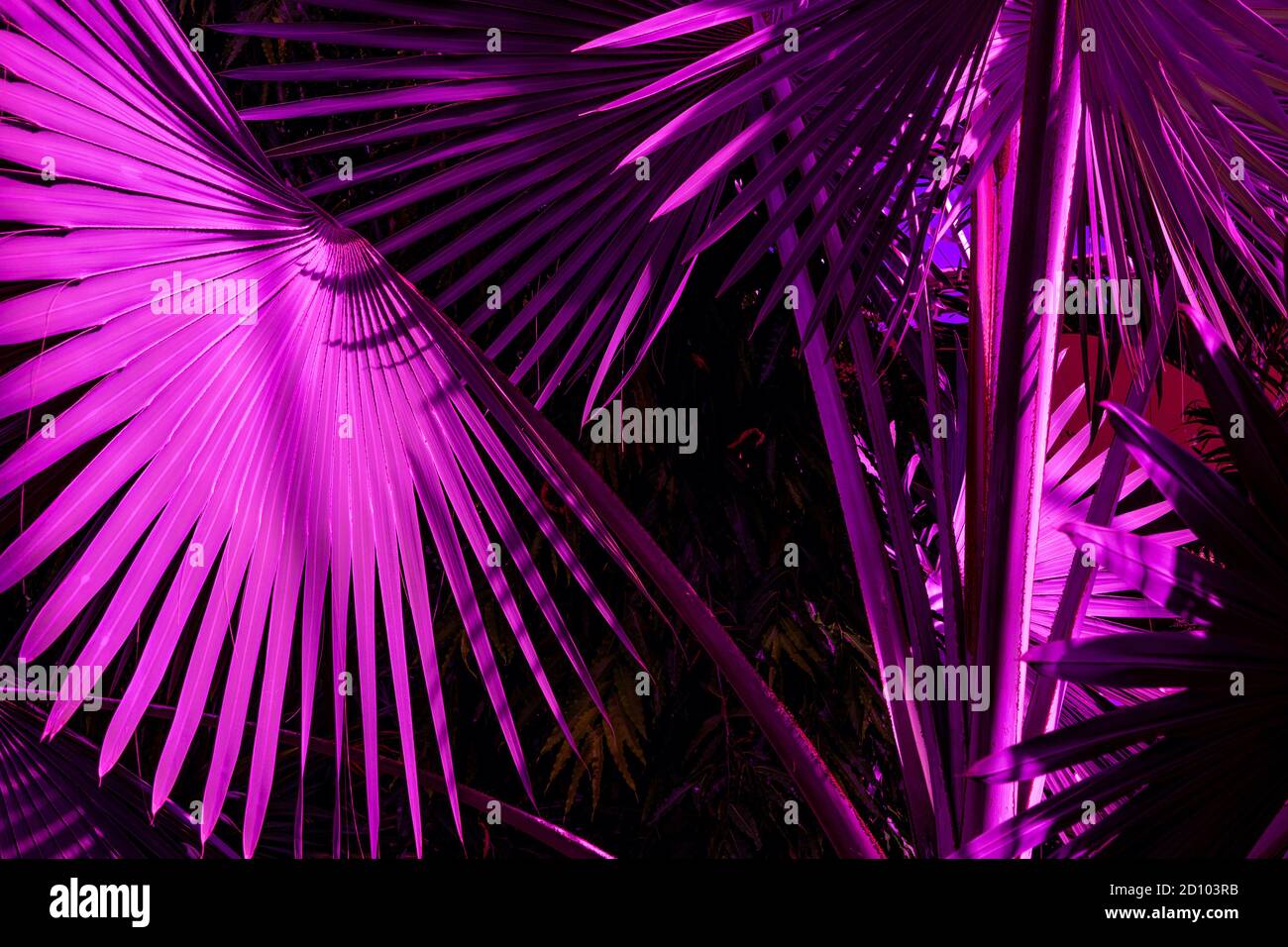 Foglie di palma tropicali, colore rosa scuro. Motivo floreale sfondo, foto reale. Foto Stock