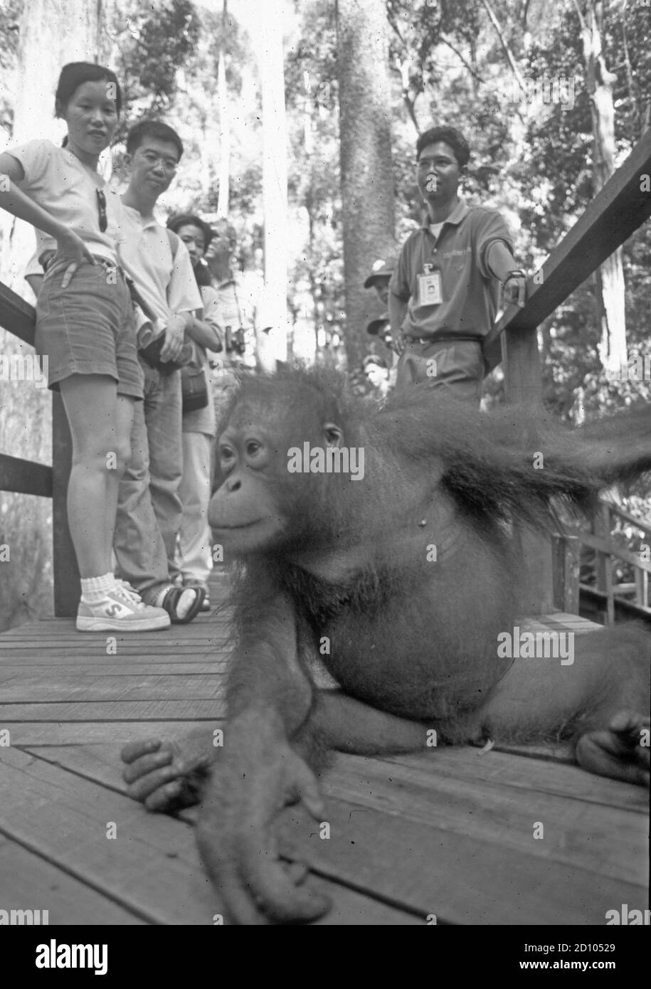 Im MalesischenTeil auf Borneo gibt es zwei Orang Utan Reha-Stationen (Sepilok, Sarawak und Sabah) für die vom Aussterben bedrohten Menschenaffen. In t Foto Stock