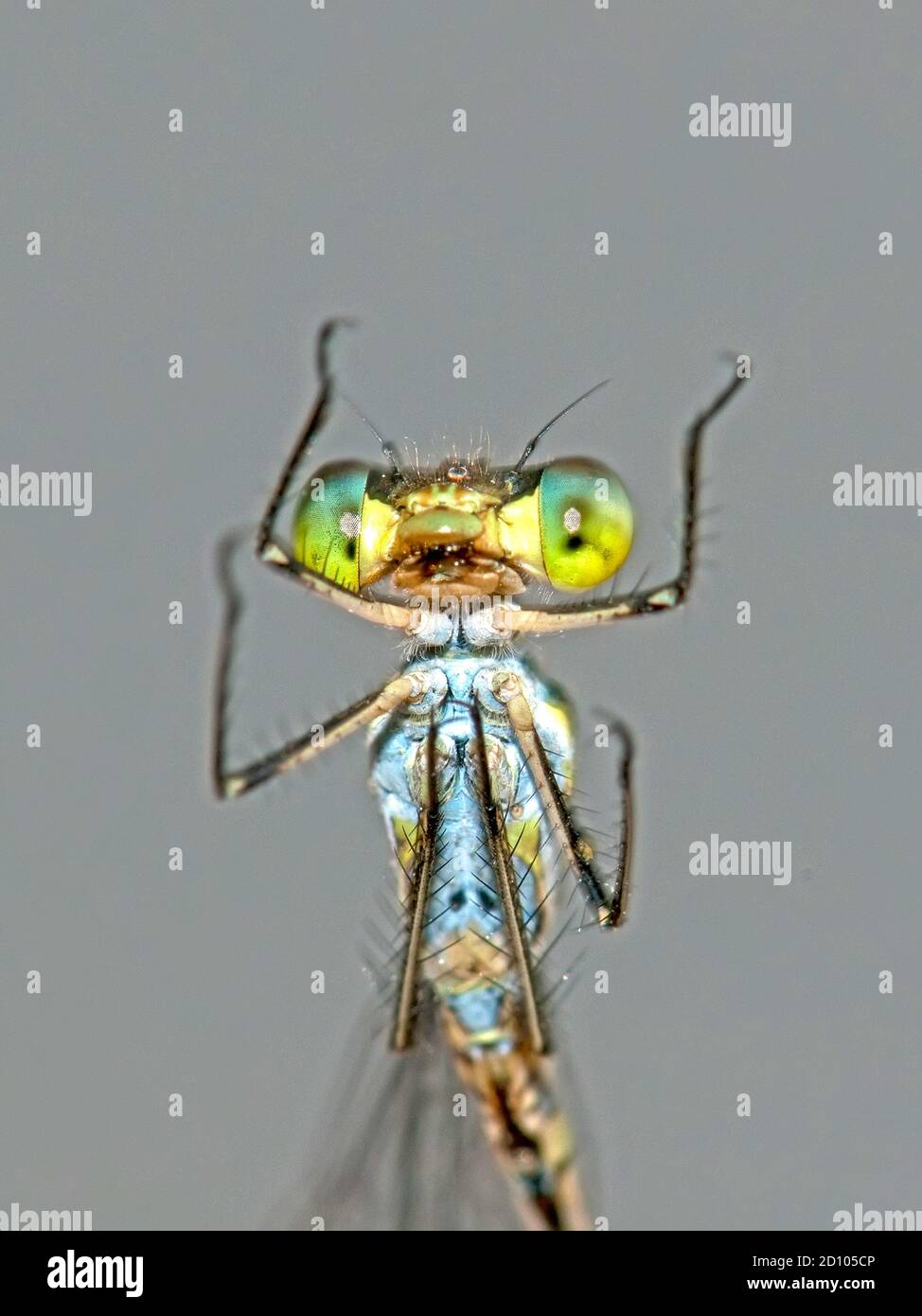 Testa di Damselfly Foto Stock