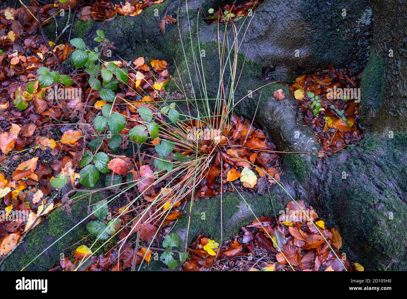 Foglie autunnali caduti in piccole pozzanghere di acqua piovana tra le radici di un faggio su un pavimento di bosco . Foto Stock