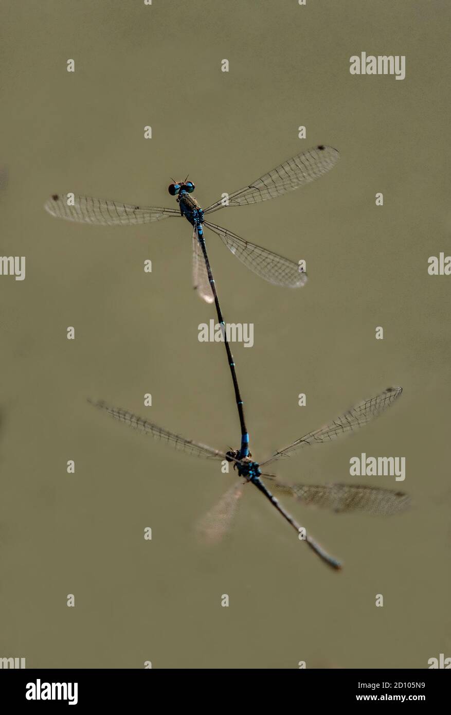 Una libellula è un insetto appartenente all'ordine Odonata, infraordine Anisoptera. Foto Stock