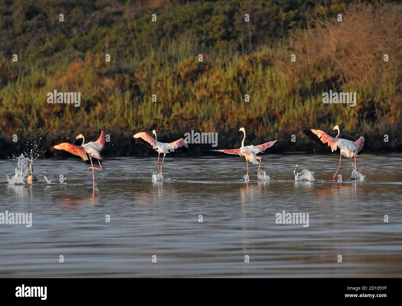 Flamingo flock atterraggio in un lago Foto Stock