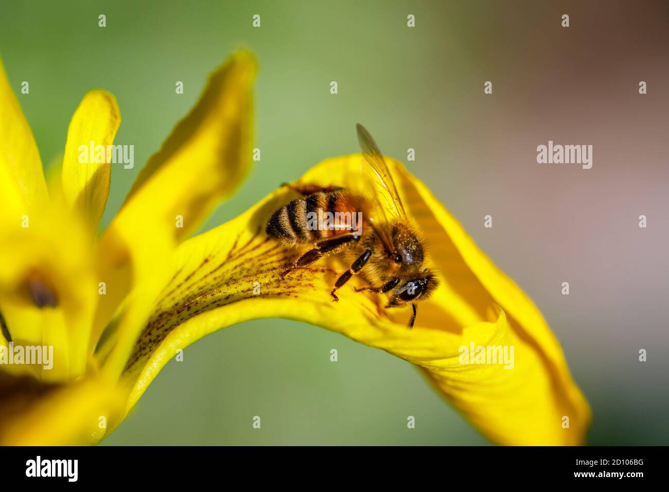 Miele ape (operaio) API mellifera sull'umido-amante Iris pseudacorus, bandiera dell'acqua, bandiera gialla o iride gialla, in fiore in tarda primavera / inizio estate Foto Stock