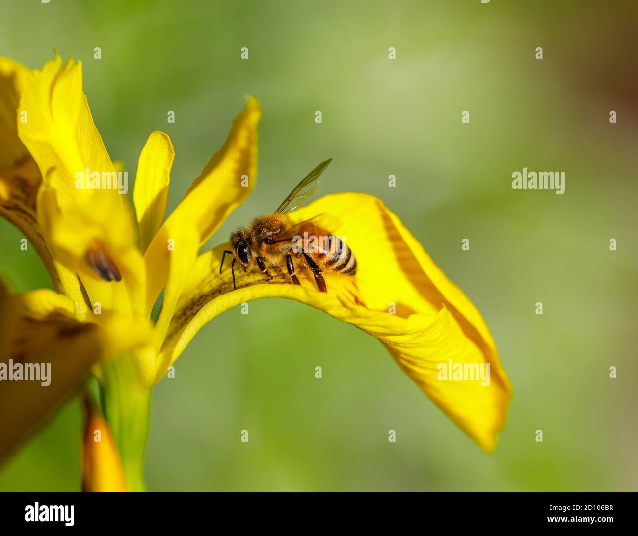 Miele ape (operaio) API mellifera sull'umido-amante Iris pseudacorus, bandiera dell'acqua, bandiera gialla o iride gialla, in fiore in tarda primavera / inizio estate Foto Stock
