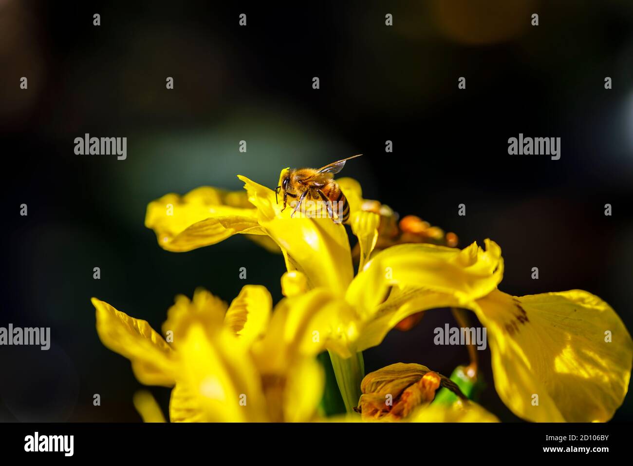 Miele ape (operaio) API mellifera sull'umido-amante Iris pseudacorus, bandiera dell'acqua, bandiera gialla o iride gialla, in fiore in tarda primavera / inizio estate Foto Stock