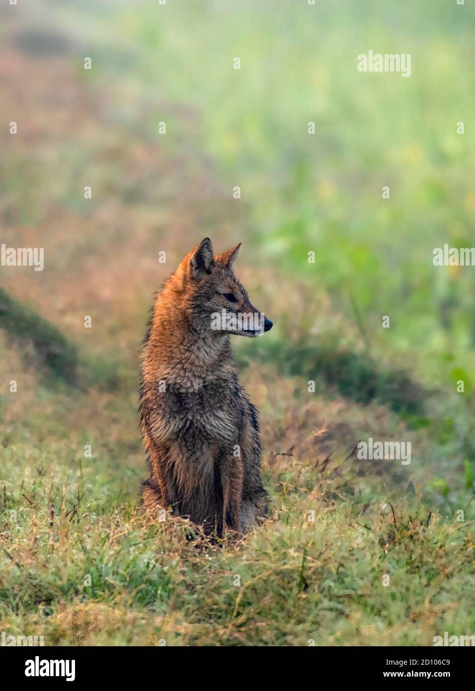 Il jackal d'oro è un canido simile a un lupo originario dell'Europa sudorientale, del sud-ovest asiatico, del sud asiatico e delle regioni del sud-est asiatico. Foto Stock