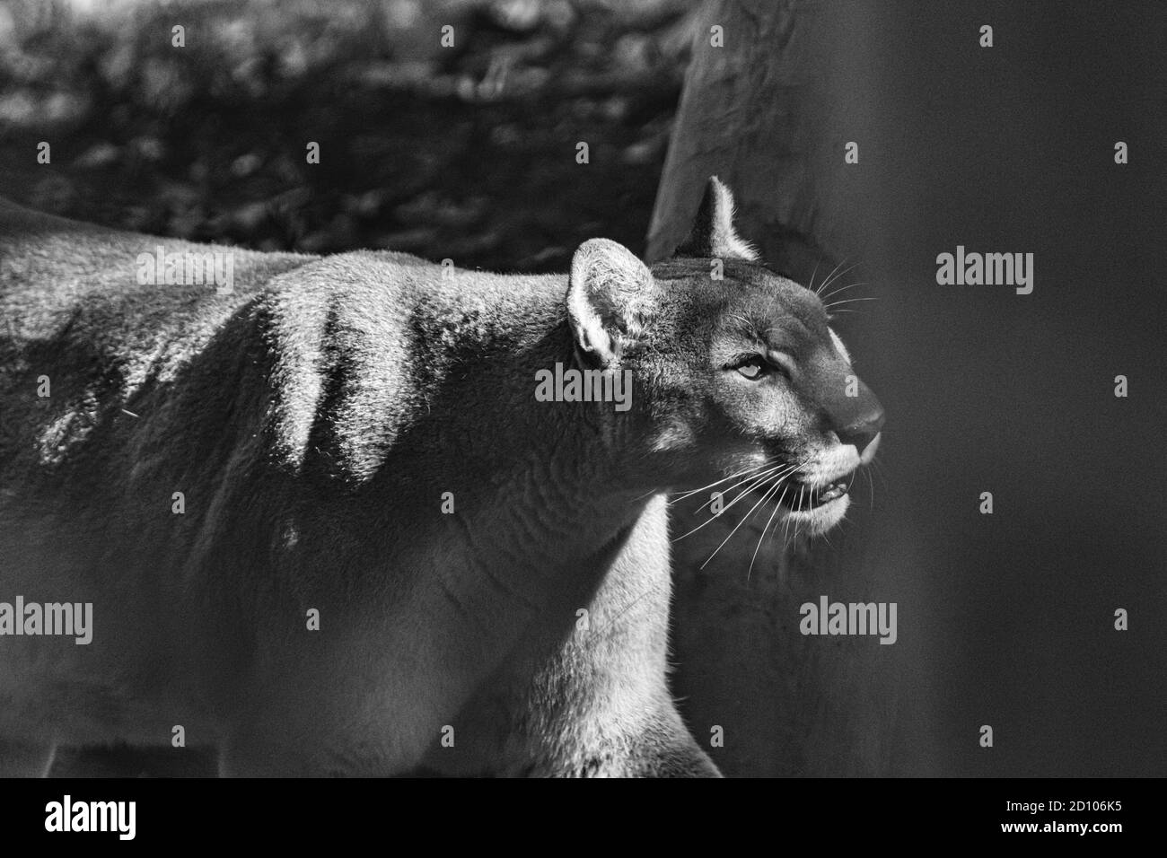 Un cougar (Puma Concolor) si trova nel suo habitat presso il WNC Nature Center di Asheville, North Carolina, USA Foto Stock