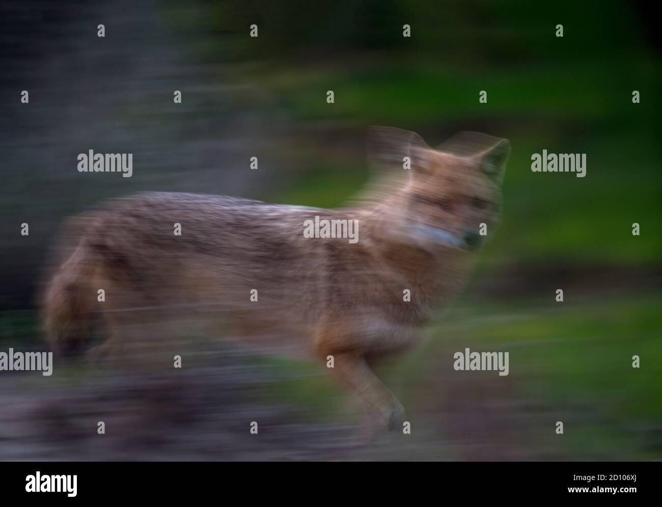 Il jackal d'oro è un canido simile a un lupo originario dell'Europa sudorientale, del sud-ovest asiatico, del sud asiatico e delle regioni del sud-est asiatico. Foto Stock